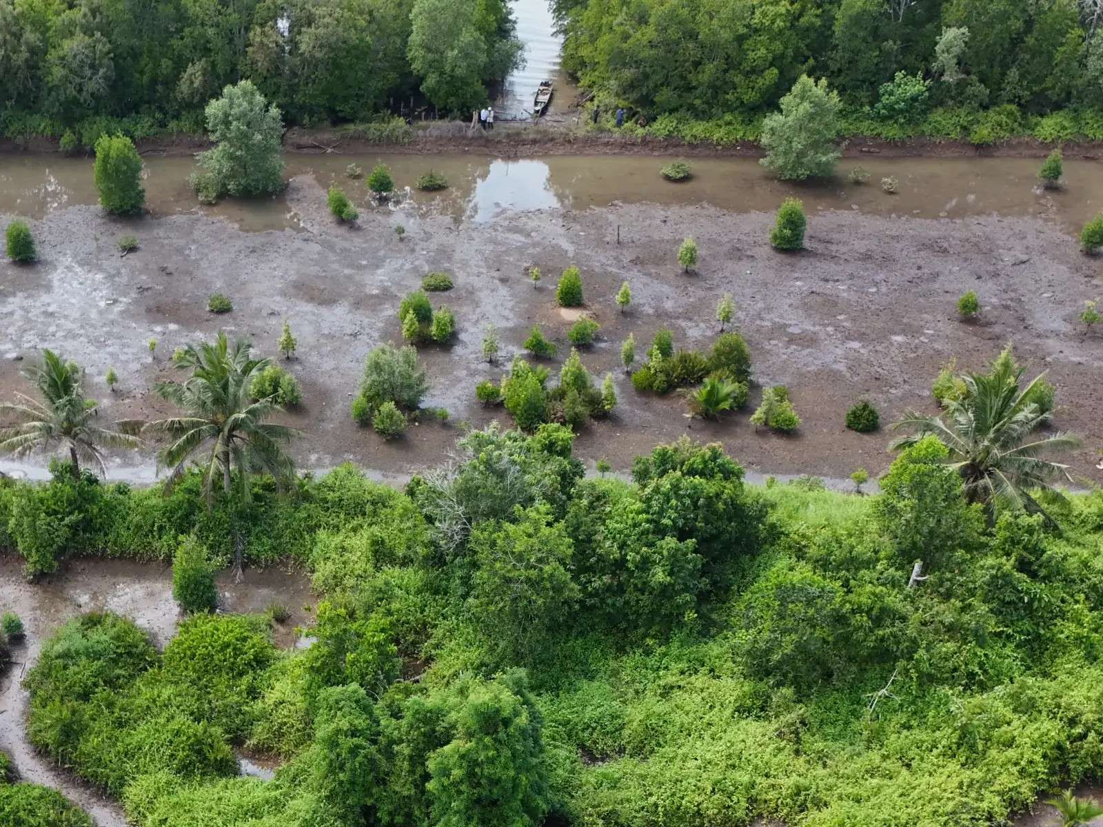 Penanaman Mangrove Pulau Burung PT Batulicin Nusantara Maritim Tbk